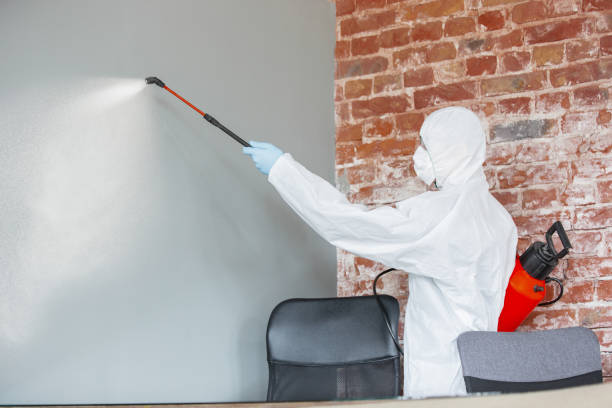 Best Attic Mold Removal  in Oildale, CA