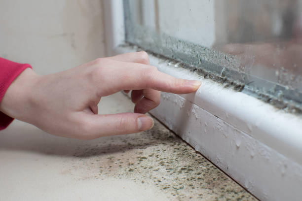 Mold Remediation for Vacation Homes in Oildale, CA